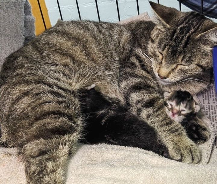 cat mother cuddles kittens